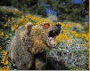 grizzly-bears-free-animated-gameznet 05.gif
